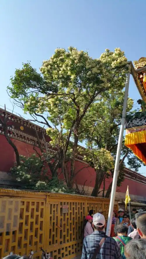 塔尔寺圣物-菩提树