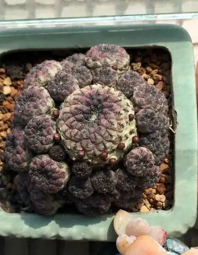 长得像荔枝的"紫丽丸"仙人球,即使不开花,也百看不厌