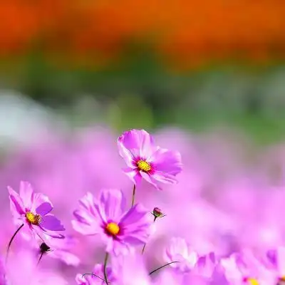 粉色花朵头像唯美粉色系植物花卉