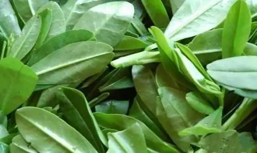 这菜被称为绿色人参是女人的黄体酮生过娃的人最爱