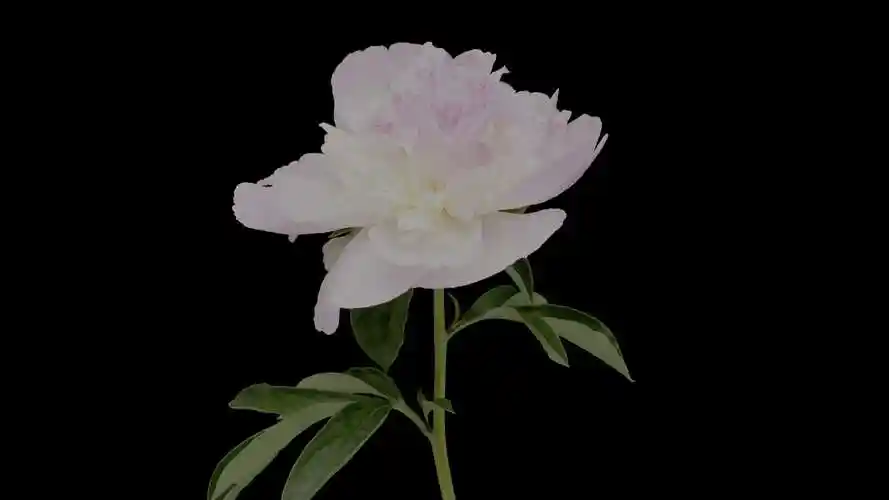 难以置信的细节16k hdr 60fps*杜比视觉*