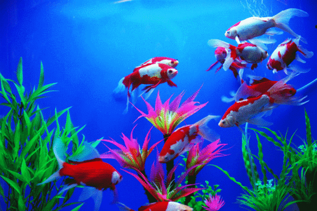 640_426gif 动态图 动图