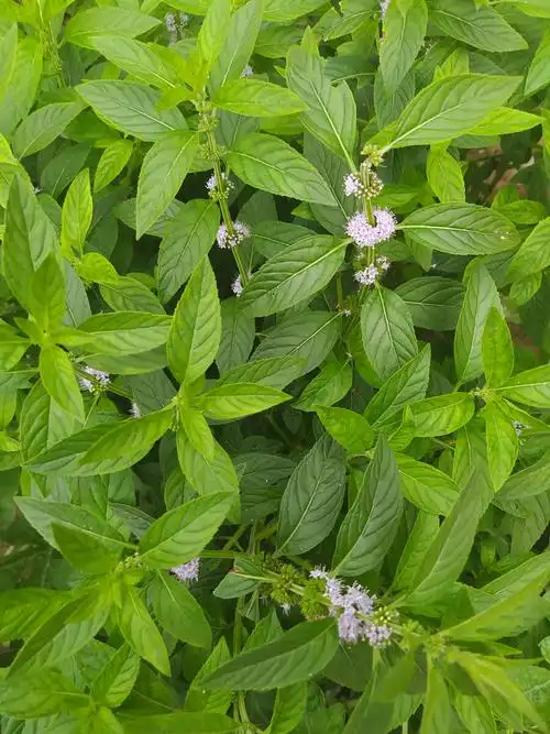 大暑薄荷开花了德州二十四节气植物