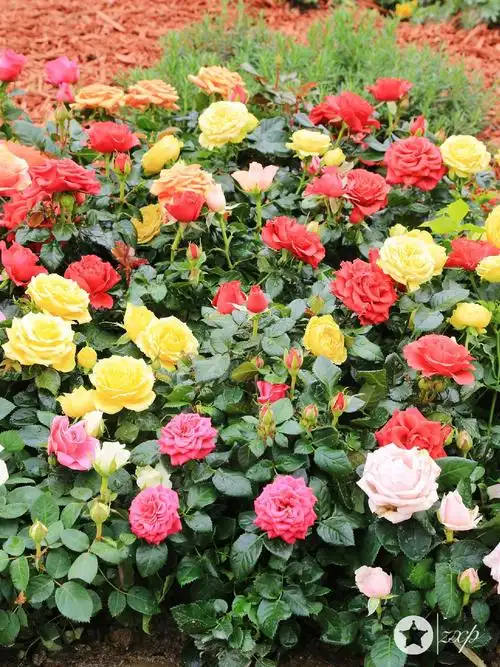 1437_1916竖版 竖屏