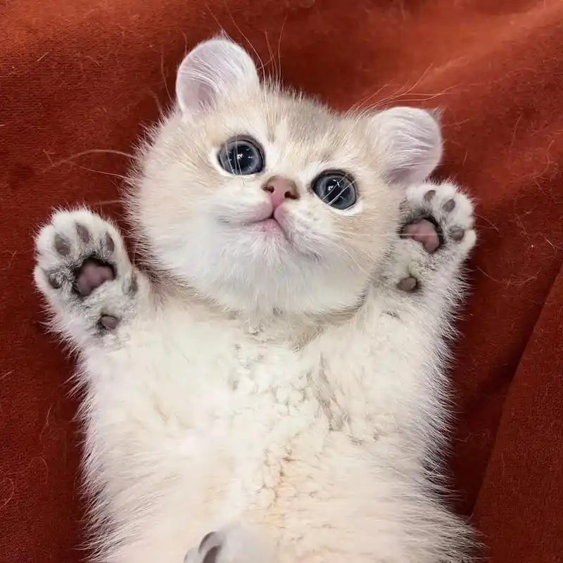 治愈猫咪 #小奶猫 #萌宠出道计划 #头像  观察这么多天 - 抖音