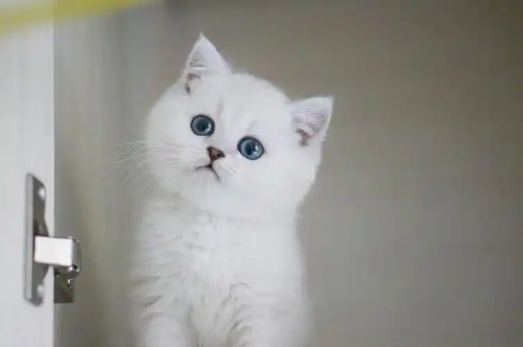 英短银渐层 找新家 繁育级