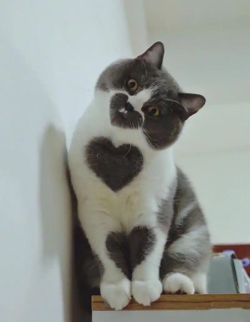 趣图搞笑# #猫咪