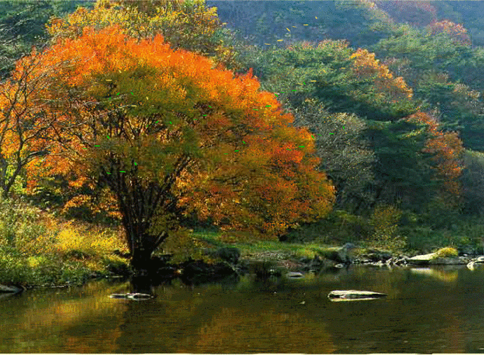 精典gif动态大图素材之枫叶情[网络素材 春山转换] - 春山 - ★春山