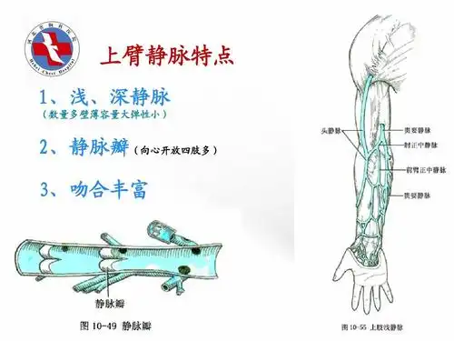 ppt picc相关血管解剖,尖端定位 上臂静脉特点 1,浅,深静脉 (数量多壁
