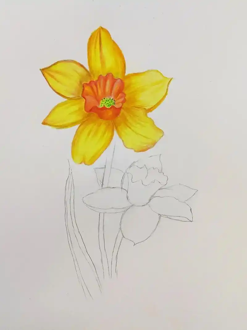 简单易学的彩铅花朵黄色水仙花画法.#彩铅 #零基础教学 #跟 - 抖音