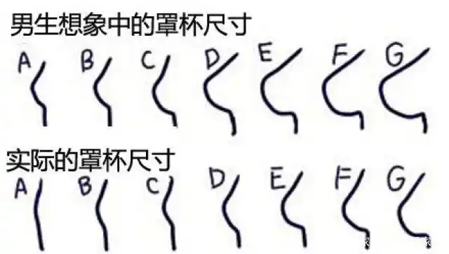 男生想象中女人胸部罩杯尺寸和女生实际的罩杯尺寸对照图片