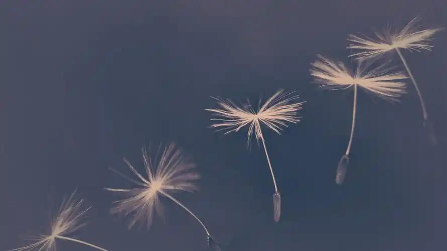 摄影下小清新淡雅唯美蒲公英