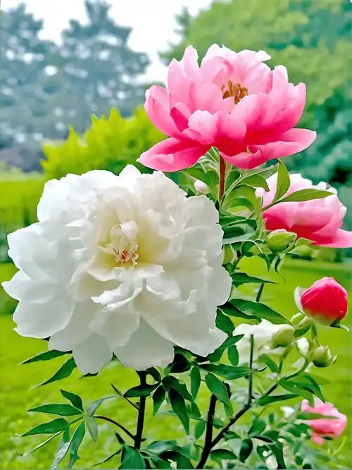 静赏美景,心归宁静:与花共舞,远离尘世纷扰