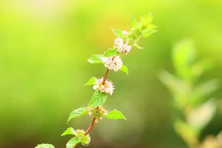 八月始见薄荷花