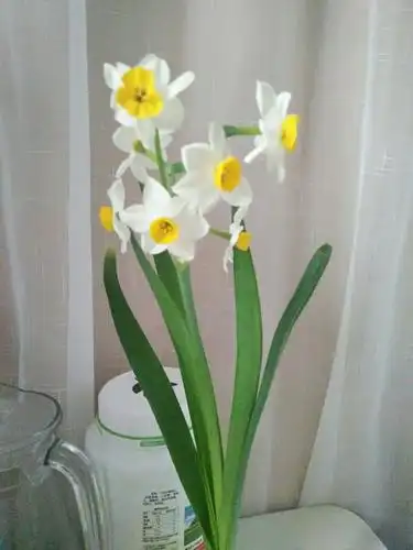 水仙花的成长记