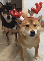 拍照时像是被施了定身术的呆萌柴犬三兄弟!