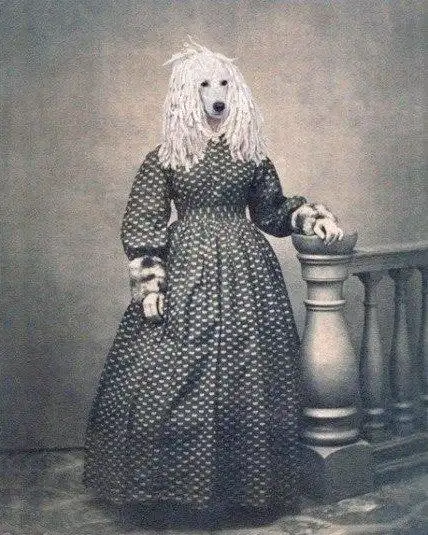 当动物穿上复古的衣服阴森森的赶脚