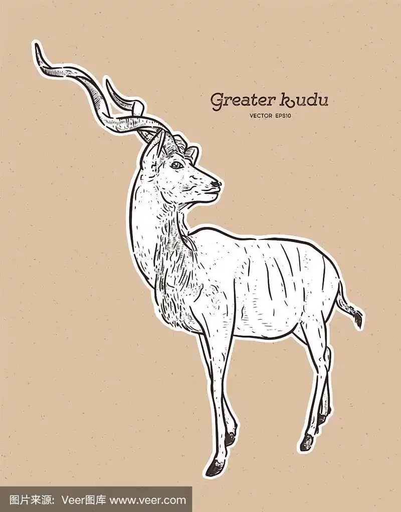 大羚羊手绘