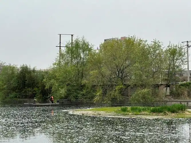 又是一年飘絮季