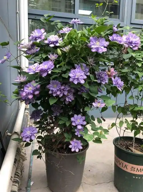 颜值很高的铁线莲蓝色风暴养护简单三季有花看你值得拥有