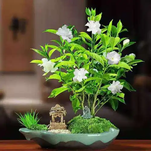 丁香花盆栽带花室内客厅绿植树苗庭院阳台植物时令草本花卉