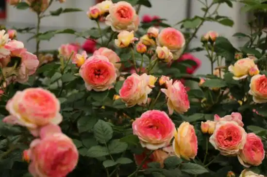 詹森月季的优缺特点都有哪些-藤本月季网