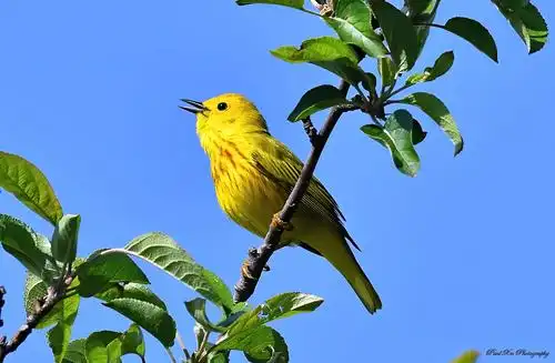 北美洲黄莺yellow warbler