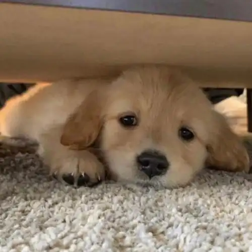 适合永久做头像的呆萌金毛,动物头像图片-回车桌面