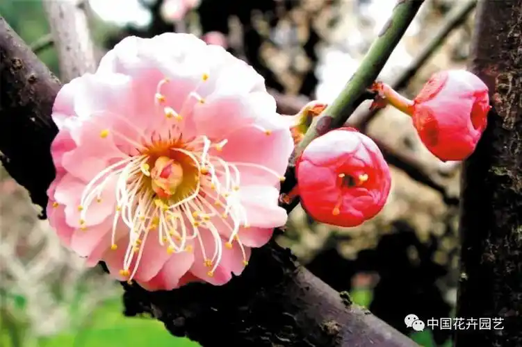 自育新品种菱红台阁▲黄金梅在收集,保存梅花品种资源基础上