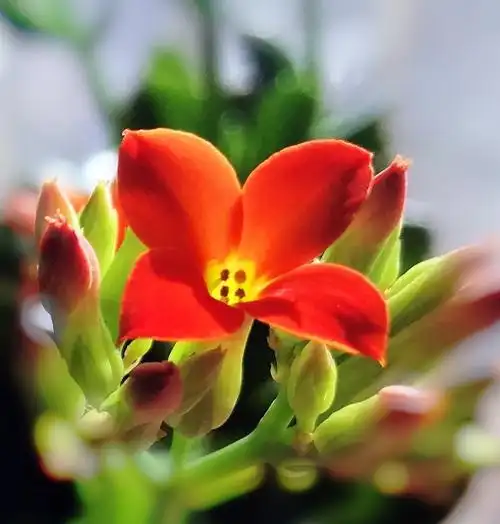 手机随拍:多肉植物开花的集锦