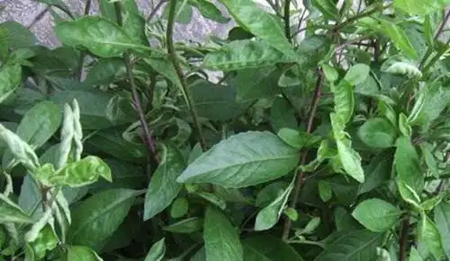 金鸡毛草的功效与作用 金鸡毛草的副作用