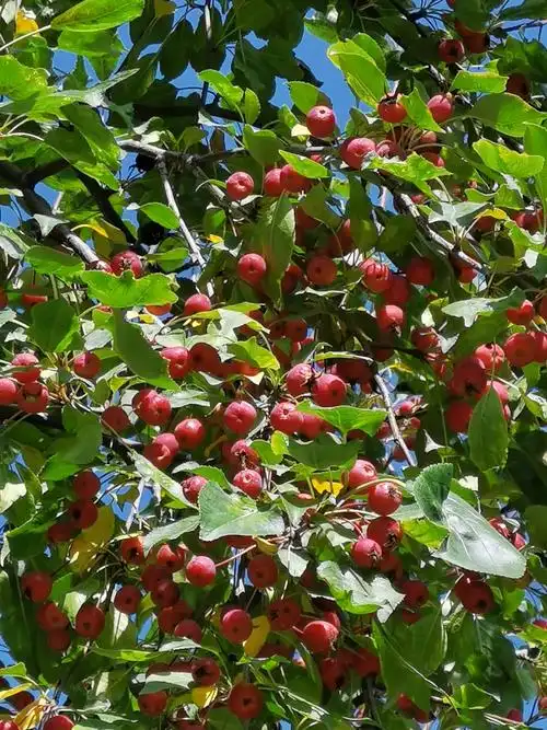 它有什么功效?(海棠果能吃吗?它有什么功效?