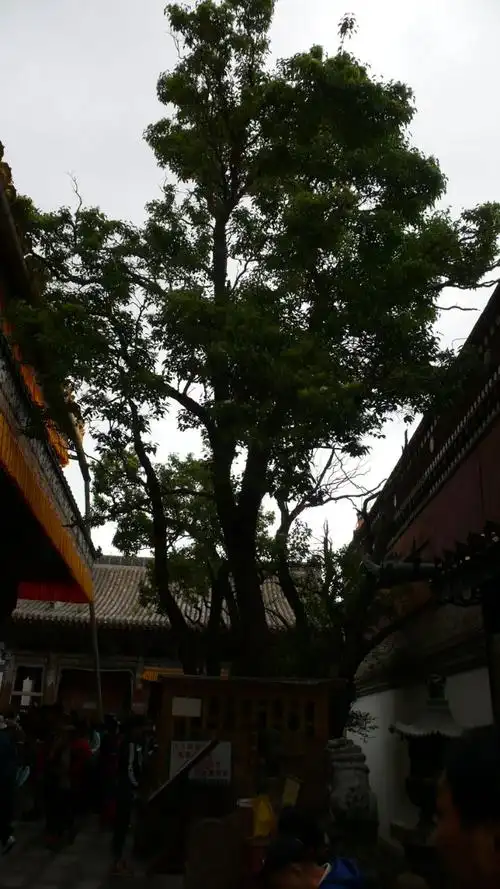 塔尔寺菩提树