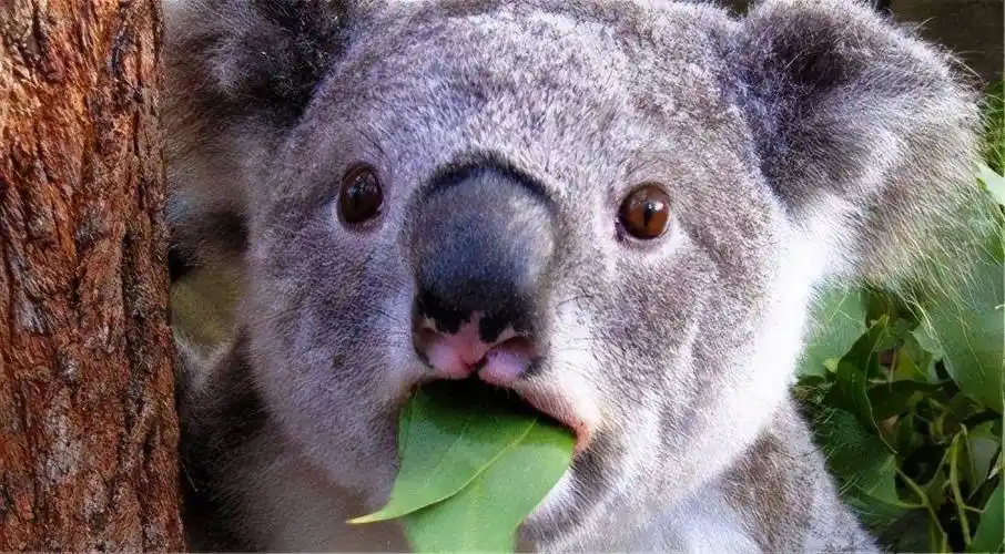 而考拉只吃桉树叶,和其它动物没有竞争,于是能够很好地存活下来.