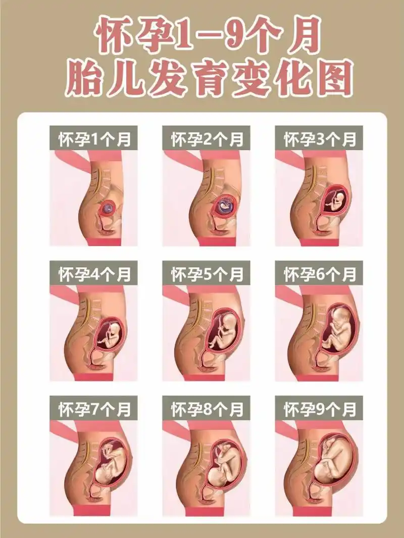 胎儿1-9月发育图,快来看看胎宝宝具体变化6015 97对于一次怀孕