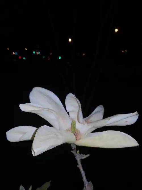 一组夜晚玉兰花