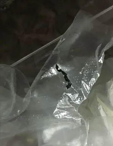 与蝙蝠共度的两周及蝙蝠救助心得