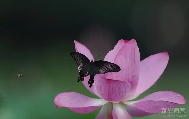 蝴蝶,蜻蜒,荷花,莲蓬