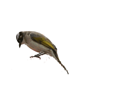 透明动物素材01 - 火力光波 - 火力光波的博客