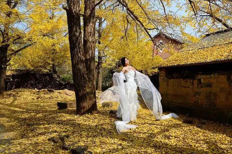 广西银杏之乡风景人像摄影之旅之一