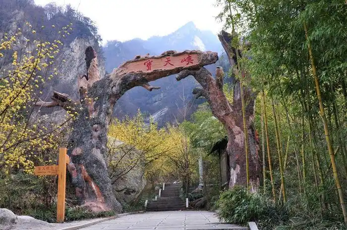 南召宝天曼清明踏春游记--山茱萸花开满山