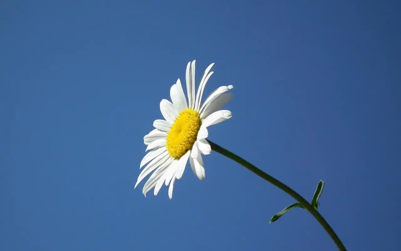 小雏菊清新花卉图片桌面壁纸