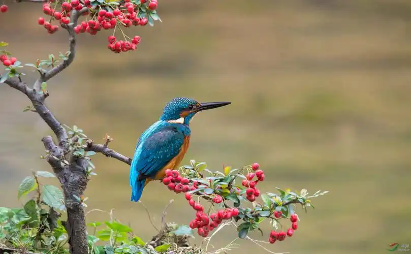 小翠花鸟图(ps照片)
