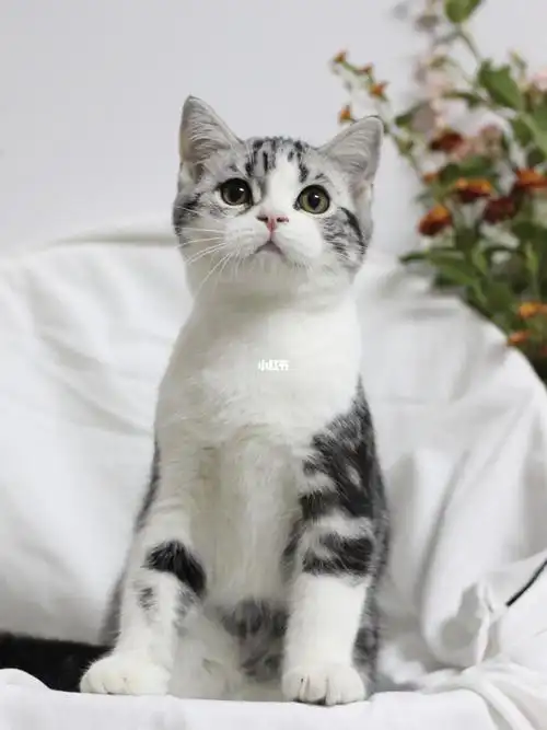甜茶美国短毛猫