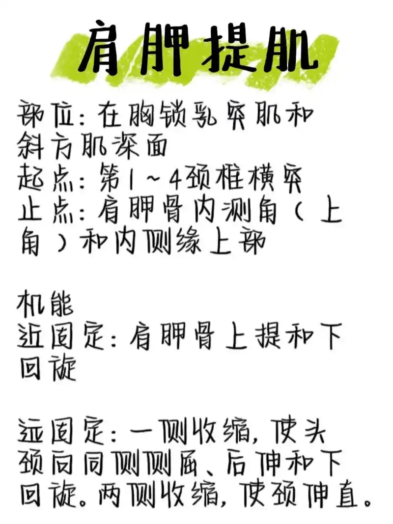 学习肩胛提肌和菱形肌 肩胛提肌部位:在胸锁乳突肌和斜方肌深面起点