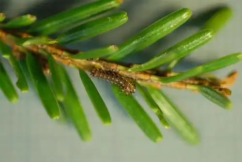 姬长尾水青蛾m01-20060622-035 | flickr – 相片分享!