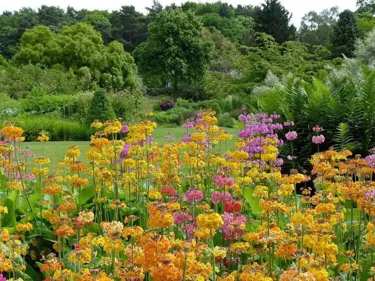 春天不只有郁金香,还有漂亮的日本报春,图片是英国皇家花园ha - 抖音