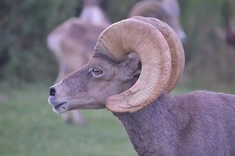 大,有角,绵羊,雄性,弯曲,犄角_高清图片_全景视觉