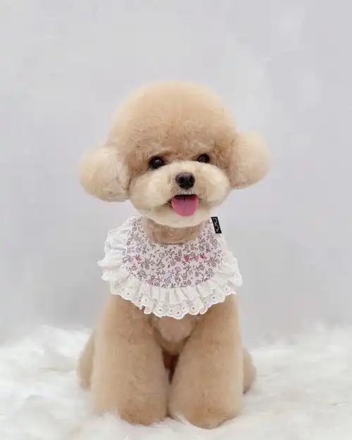 泰迪美容造型这个造型太好看了