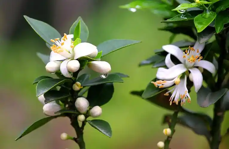 橙花,绿叶图片_橙花,绿叶高清图片_全景视觉